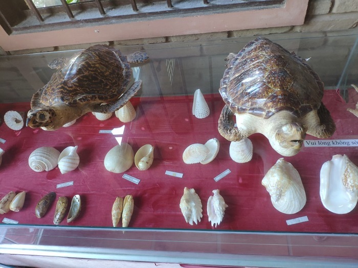 Chiem-nguong-bo-suu-tap-bien-rung-Phu-Quoc-Du-lich-Phu-Quoc-Hatienvegasanh-suu-tam.jpg
